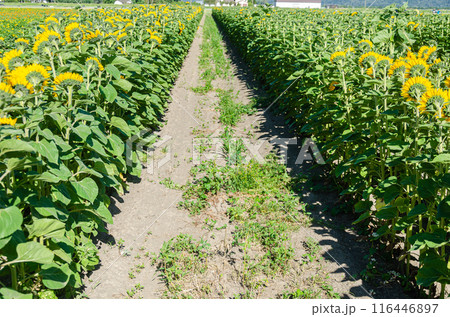 Sunflower cultivation in a flower farm in the Fraser Valley, BC, Canada 116446897
