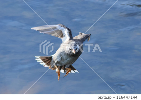 青い水面の上をこちらに向かって飛んでくるムクドリ 青い水面の上をこちらに向かって飛んでくるムクドリ 116447144