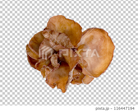 ear mushroom or Jew's ear isolate ear mushroom or Jew's ear isolate 116447194