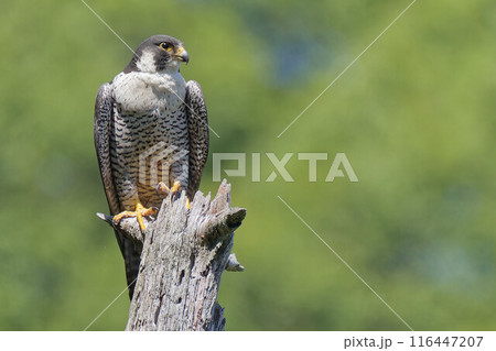 巣の近くで監視するハヤブサ成鳥 巣の近くで監視するハヤブサ成鳥 116447207