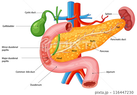 Human Digestive System Anatomy Illustration 116447230
