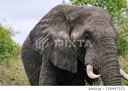 Close up portrait of an African elephant. Safari in savanna, South Africa, Kruger National Park Close up portrait of an African elephant. Safari in savanna, South Africa, Kruger National Park 116447323
