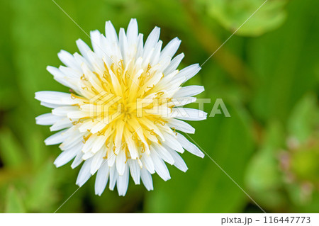家の周りの草花　四季の色々　野原に可愛い白い小さなタンポポの花が咲きました 116447773