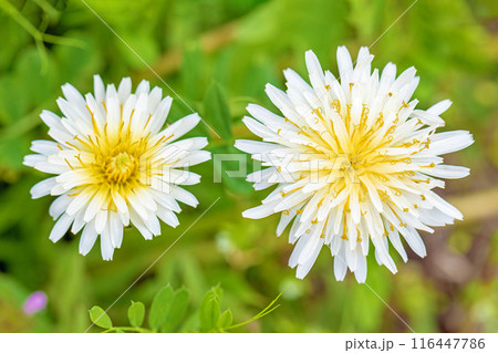 家の周りの草花　四季の色々　野原に可愛い白い小さなタンポポの花が咲きました 116447786
