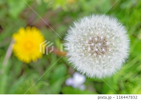 家の周りの草花 四季の色々 タンポポの白い綿毛が美しく輝いています 家の周りの草花 四季の色々 タンポポの白い綿毛が美しく輝いています 116447832