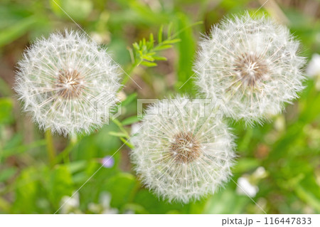 家の周りの草花　四季の色々　タンポポの白い綿毛が美しく輝いています　 116447833