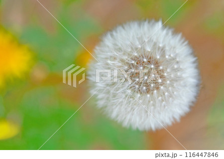 家の周りの草花 四季の色々 タンポポの白い綿毛が美しく輝いています 家の周りの草花 四季の色々 タンポポの白い綿毛が美しく輝いています 116447846
