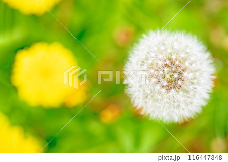 家の周りの草花 四季の色々 タンポポの白い綿毛が美しく輝いています 家の周りの草花 四季の色々 タンポポの白い綿毛が美しく輝いています 116447848