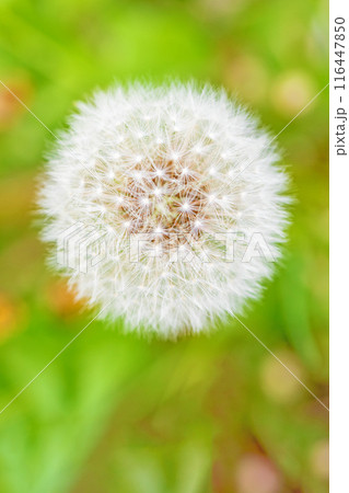家の周りの草花　四季の色々　タンポポの白い綿毛が美しく輝いています　 116447850