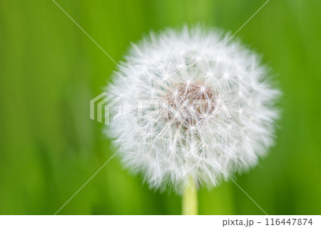 家の周りの草花 四季の色々 タンポポの白い綿毛が美しく輝いています 家の周りの草花 四季の色々 タンポポの白い綿毛が美しく輝いています 116447874