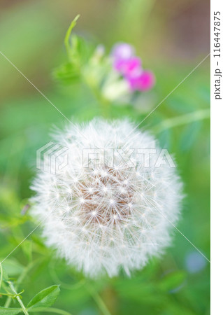 家の周りの草花 四季の色々 タンポポの白い綿毛が美しく輝いています 家の周りの草花 四季の色々 タンポポの白い綿毛が美しく輝いています 116447875