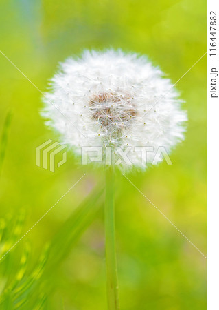 家の周りの草花 四季の色々 タンポポの白い綿毛が美しく輝いています 家の周りの草花 四季の色々 タンポポの白い綿毛が美しく輝いています 116447882