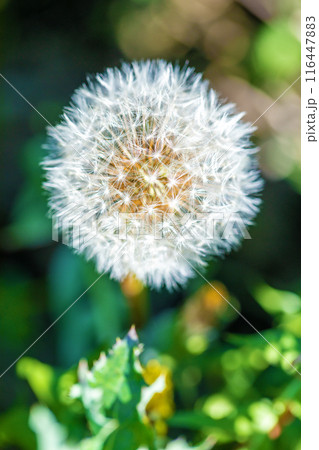 家の周りの草花　四季の色々　タンポポの白い綿毛が美しく輝いています　 116447883