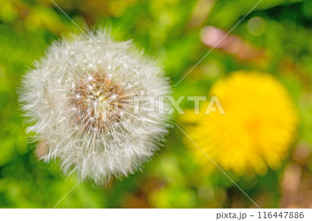 家の周りの草花　四季の色々　タンポポの白い綿毛が美しく輝いています　 116447886