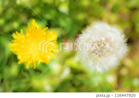 家の周りの草花 四季の色々 タンポポの白い綿毛が美しく輝いています 家の周りの草花 四季の色々 タンポポの白い綿毛が美しく輝いています 116447920