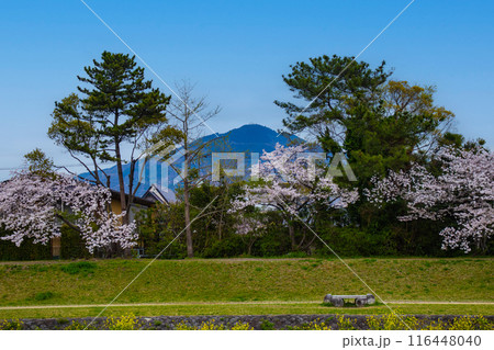 【京都風景】賀茂川より望む桜と山(比叡山/大文字山) 【京都風景】賀茂川より望む桜と山(比叡山/大文字山) 116448040