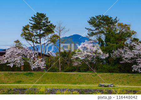 【京都風景】賀茂川より望む桜と山（比叡山/大文字山） 116448042