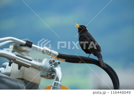 スイスのクロウタドリ 116448049