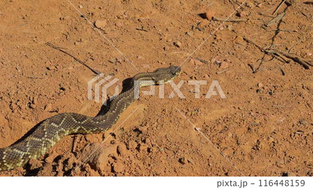 Rattlesnake abruptly turns towards the camera on dirt path 116448159