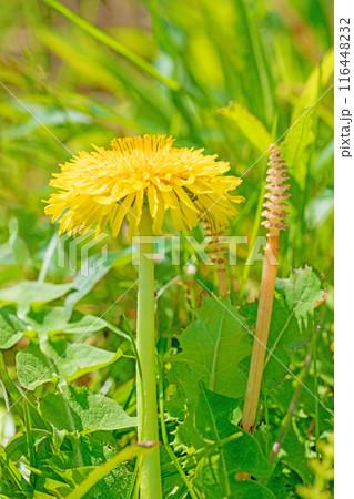 家の周りの草花 四季の色々 野原に可愛い黄色の小さなタンポポの花が咲きました 家の周りの草花 四季の色々 野原に可愛い黄色の小さなタンポポの花が咲きました 116448232