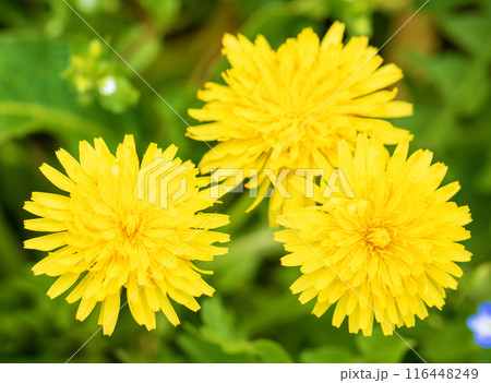 家の周りの草花　四季の色々　野原に可愛い黄色の小さなタンポポの花が咲きました 116448249
