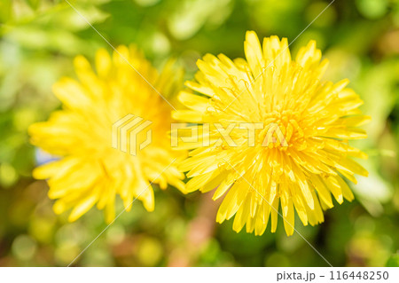家の周りの草花　四季の色々　野原に可愛い黄色の小さなタンポポの花が咲きました 116448250