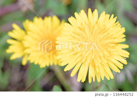 家の周りの草花 四季の色々 野原に可愛い黄色の小さなタンポポの花が咲きました 家の周りの草花 四季の色々 野原に可愛い黄色の小さなタンポポの花が咲きました 116448252