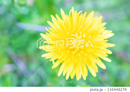 家の周りの草花 四季の色々 野原に可愛い黄色の小さなタンポポの花が咲きました 家の周りの草花 四季の色々 野原に可愛い黄色の小さなタンポポの花が咲きました 116448276