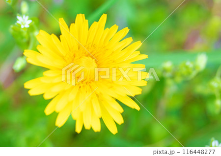 家の周りの草花 四季の色々 野原に可愛い黄色の小さなタンポポの花が咲きました 家の周りの草花 四季の色々 野原に可愛い黄色の小さなタンポポの花が咲きました 116448277
