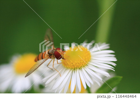 7月  ヒメジョオンの蜜を吸うホソヒラタアブ 116448464