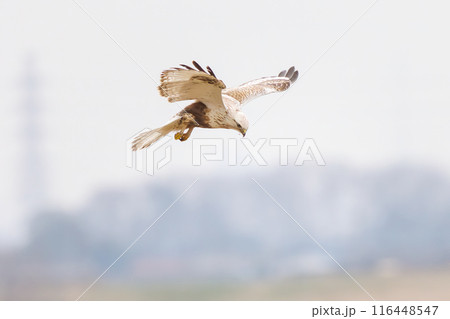 ホバリングする美しいケアシノスリ（タカ科）。  日本国群馬県、利根川河川敷にて。 116448547