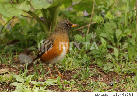 初夏の高原の、人懐っこい鳥、アカハラ 初夏の高原の、人懐っこい鳥、アカハラ 116448561