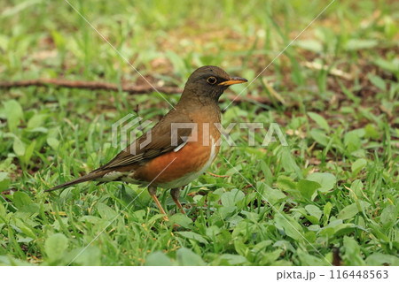 初夏の高原の、人懐っこい鳥、アカハラ 初夏の高原の、人懐っこい鳥、アカハラ 116448563