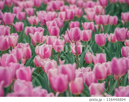 チューリップ チューリップ 花 116448804