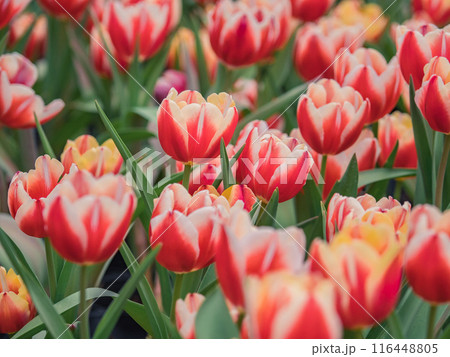 チューリップ ﾁｭｰﾘｯﾌﾟ 花 116448805