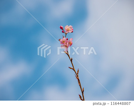 花 フラワー お花 116448807