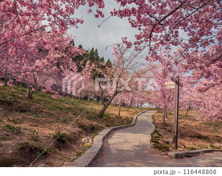 桜 さくら サクラ 116448808