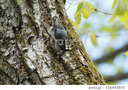 忍者のように木の幹を移動する、亜高山帯の鳥、ゴジュウカラ 忍者のように木の幹を移動する、亜高山帯の鳥、ゴジュウカラ 116448970
