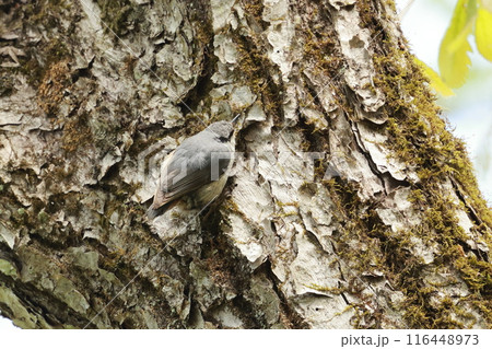 忍者のように木の幹を移動する、亜高山帯の鳥、ゴジュウカラ 116448973