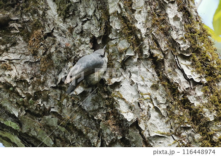 忍者のように木の幹を移動する、亜高山帯の鳥、ゴジュウカラ 116448974