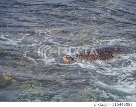 海 海事 海軍 116449085