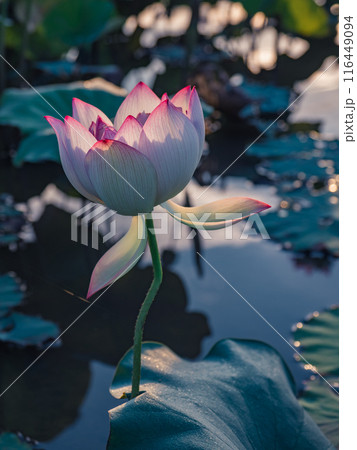 花 フラワー お花 116449094