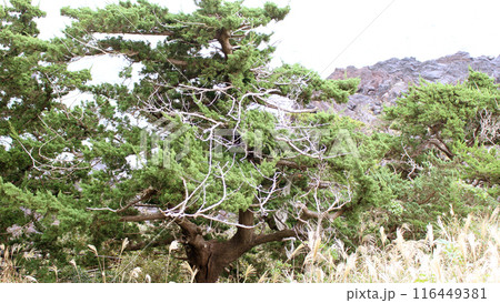 ススキと木 ススキと木 116449381