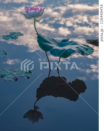 花 フラワー お花 116449454