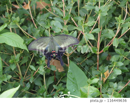 アゲハチョウ 116449636