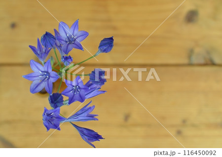 紫色のトリテレイアの花 紫色のトリテレイアの花 116450092