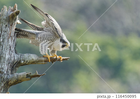 獲物を狙って飛び出すハヤブサ 獲物を狙って飛び出すハヤブサ 116450095