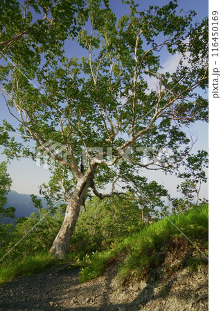 唐松岳登山道 夕日を浴びて輝くダケカンバ 唐松岳登山道 夕日を浴びて輝くダケカンバ 116450169