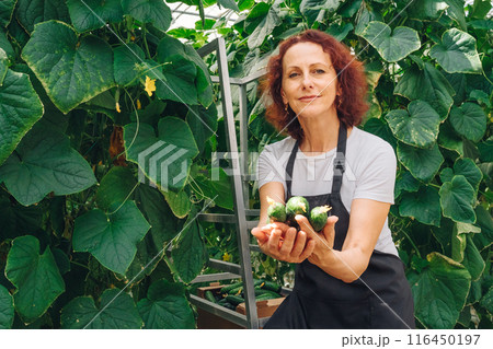 Portrait of adult caucasian woman worker in greenhouse with freshly picked cucumbers, vegetables in her hands. Amateur gardener next to bed of plants smiles looks at camera. Harvest of fresh cucumbers 116450197