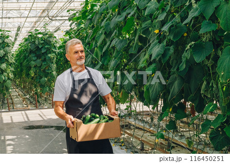 Close-up, gray-haired adult farmer man walks in greenhouse, carries box with freshly picked cucumbers, harvest of vegetables, smiles and looks at the camera. Concept of growing organic vegetables 116450251